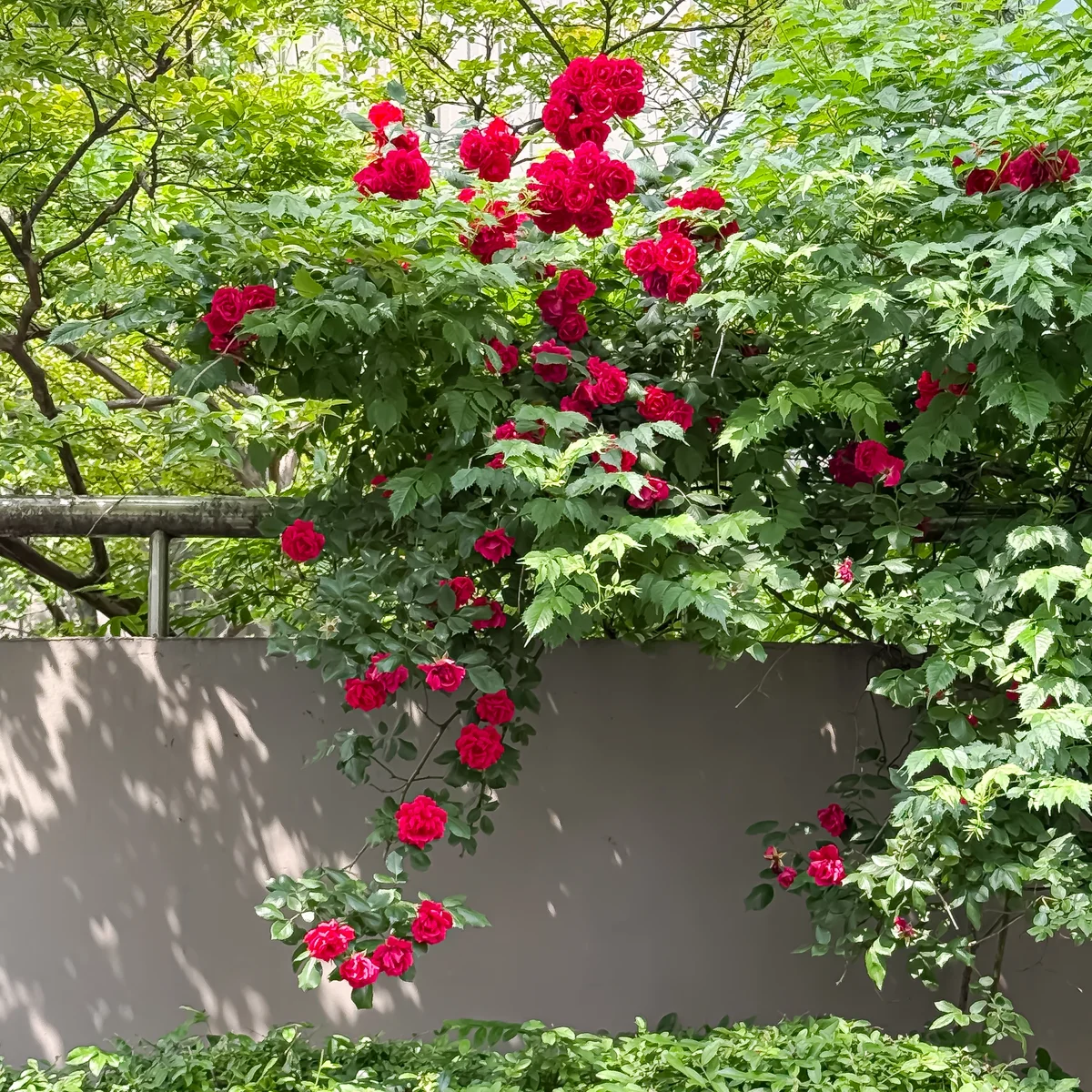 ソウル　薔薇　　飛行機欠航