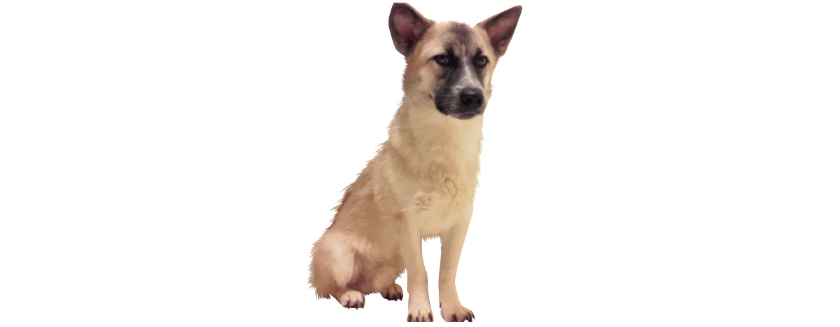 捨て犬が優秀なセラピードッグに。動物介在の画像_7