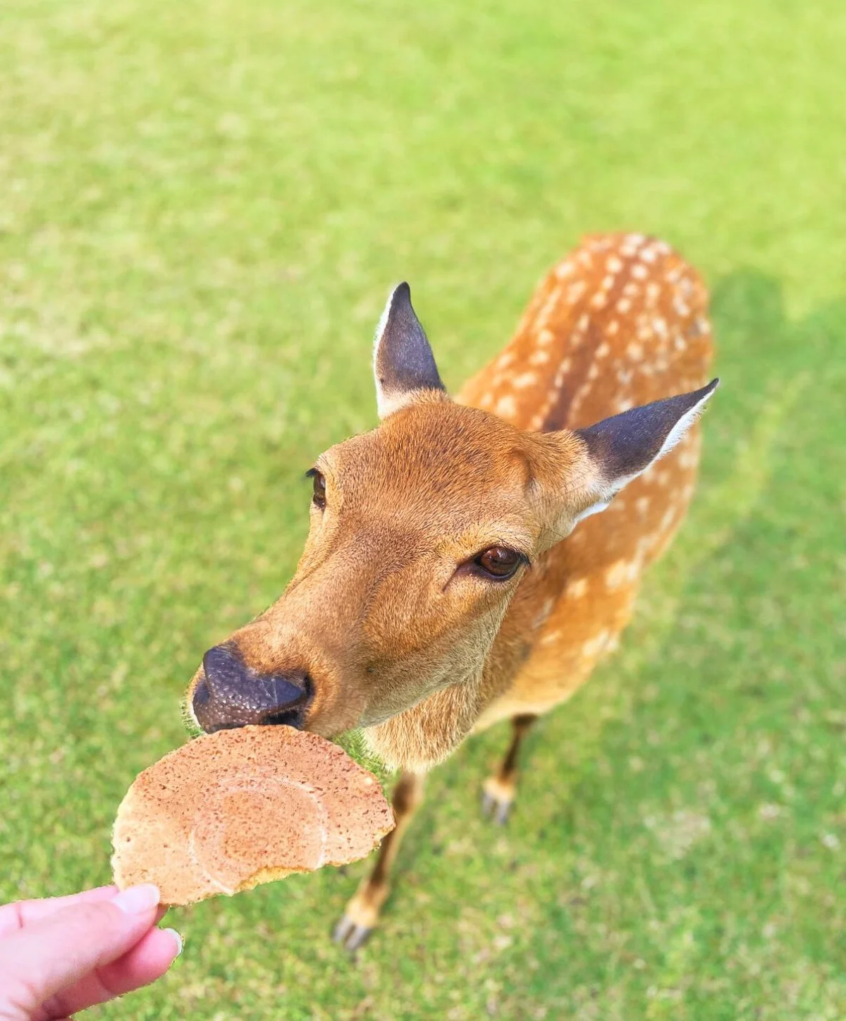 奈良・開運旅【奈良公園】鹿見物