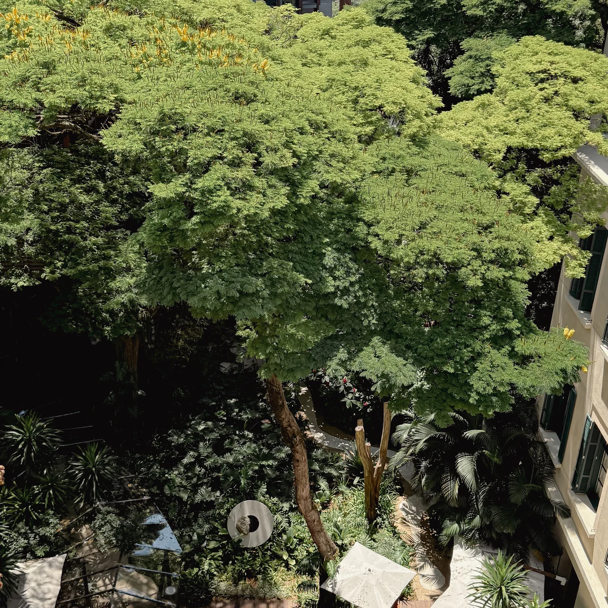【『ローズウッド サンパウロ』ホテル詳細の画像_57