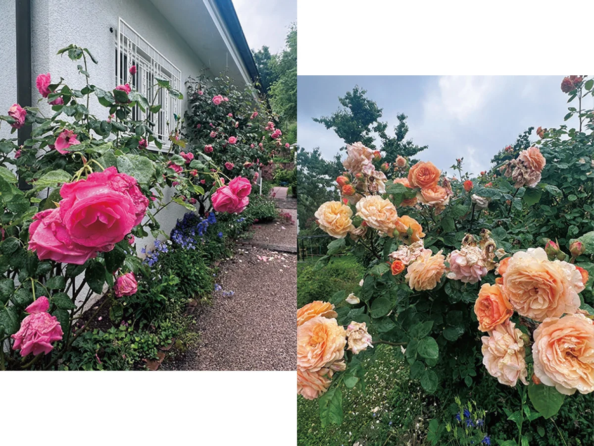 マリウス葉が撮った写真　薔薇