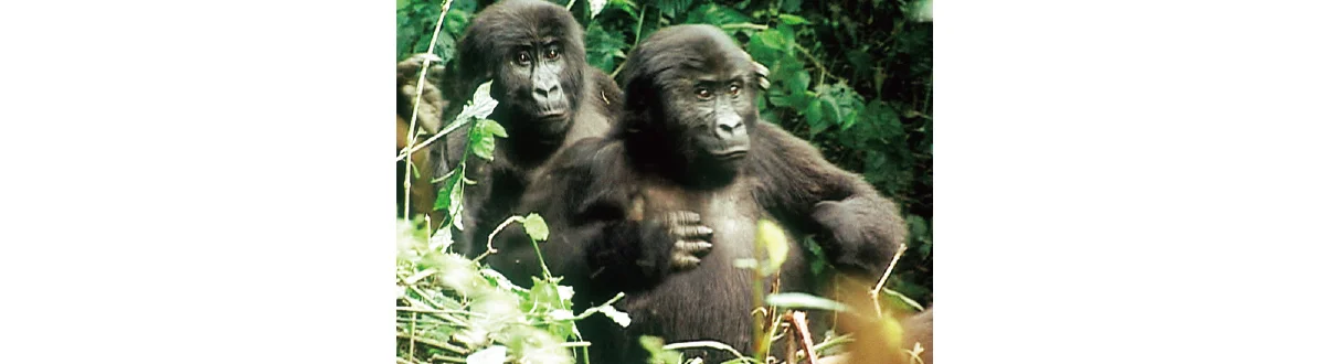 コンゴで森さんが出会った子どものゴリラ・ムコノ