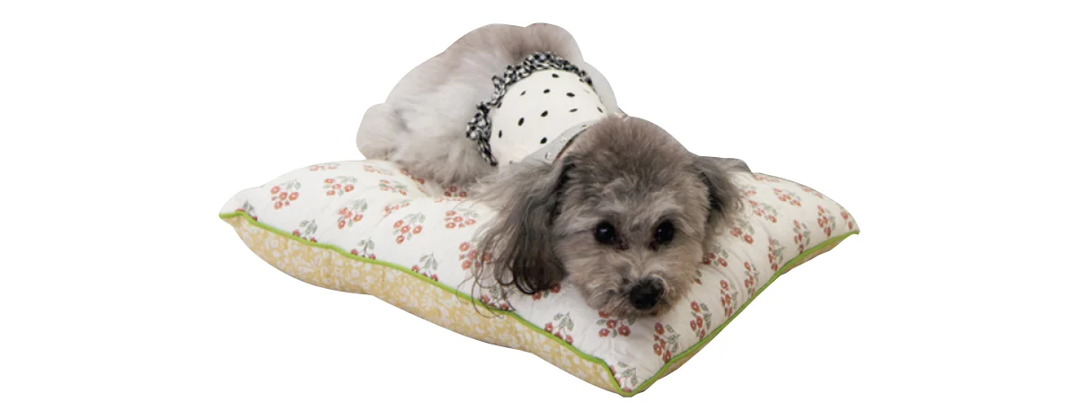 捨て犬が優秀なセラピードッグに。動物介在の画像_8