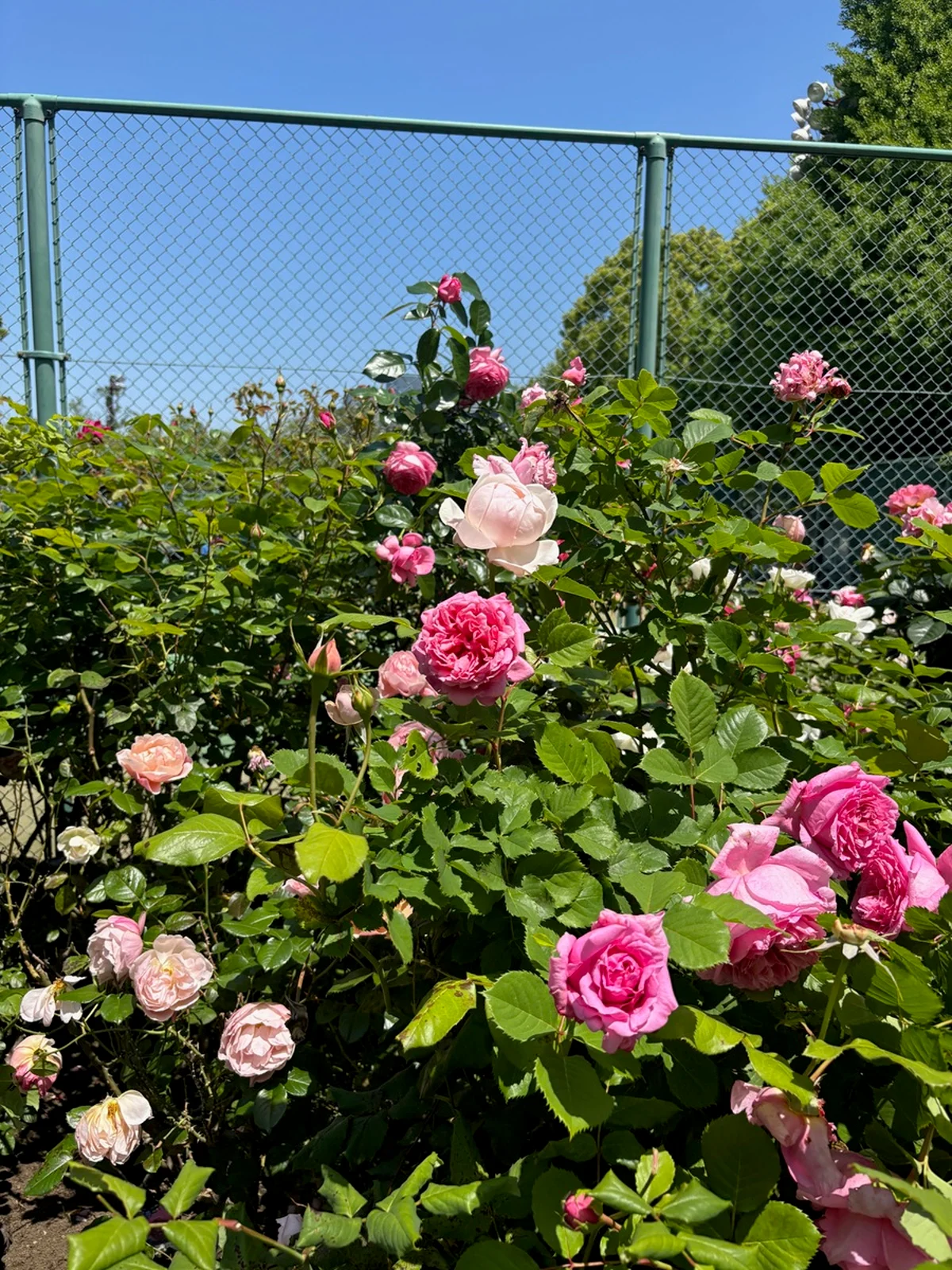 週末は日比谷公園へ！ アートに出合える【の画像_6