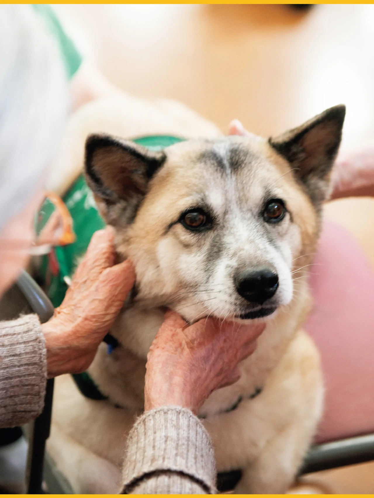 ふれあうことが心身のケアに。セラピードッグのお仕事