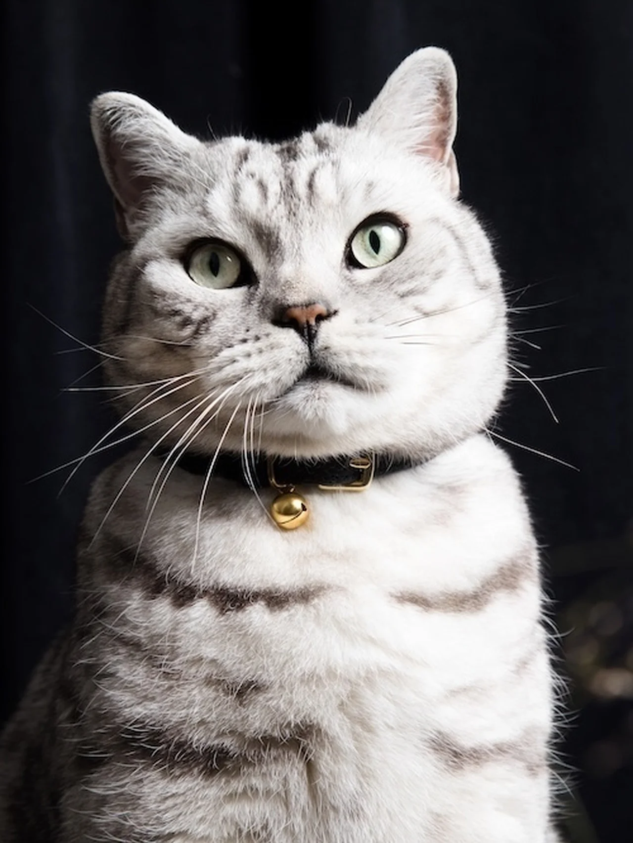 【私の部屋】自由が丘店にて厳選猫グッズなどを紹介する「《Life with Cat》～猫と暮らす、心地よい毎日のために～」を開催中