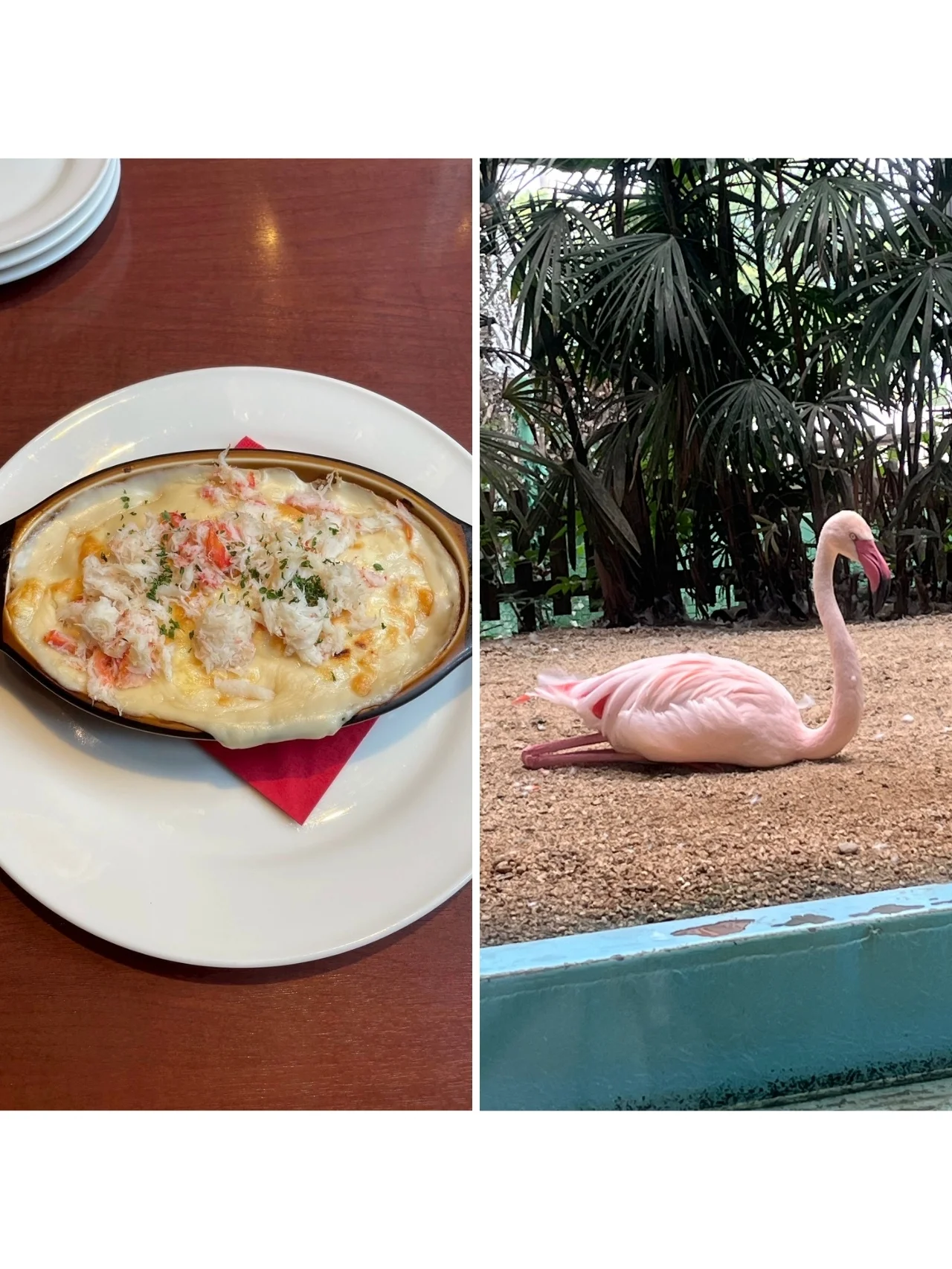 フラミンゴが出迎えてくれるレストラン「メヒコ」で味わう至福のランチ #深夜のこっそり話 #2224