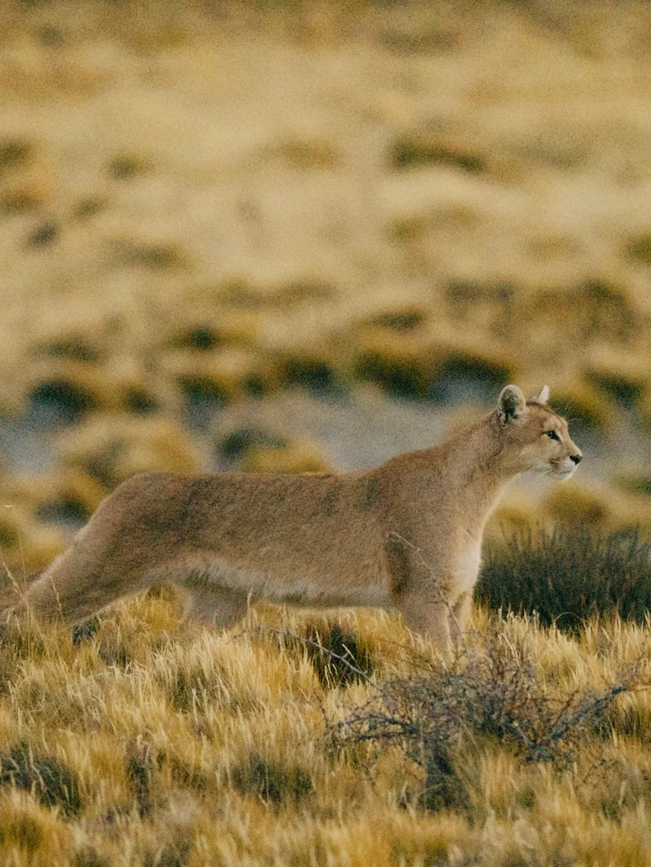 【ディオール】絶滅危惧種、ピューマを護る。WWFと共にチリの生息地を再生
