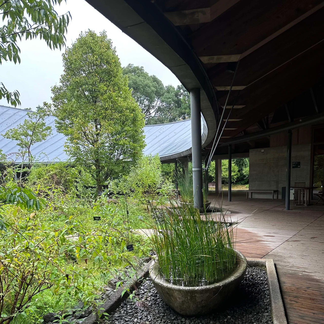 朝ドラ『らんまん』の後は、地元民も愛する【高知県立牧野植物園】へ  #深夜のこっそり話 #1796