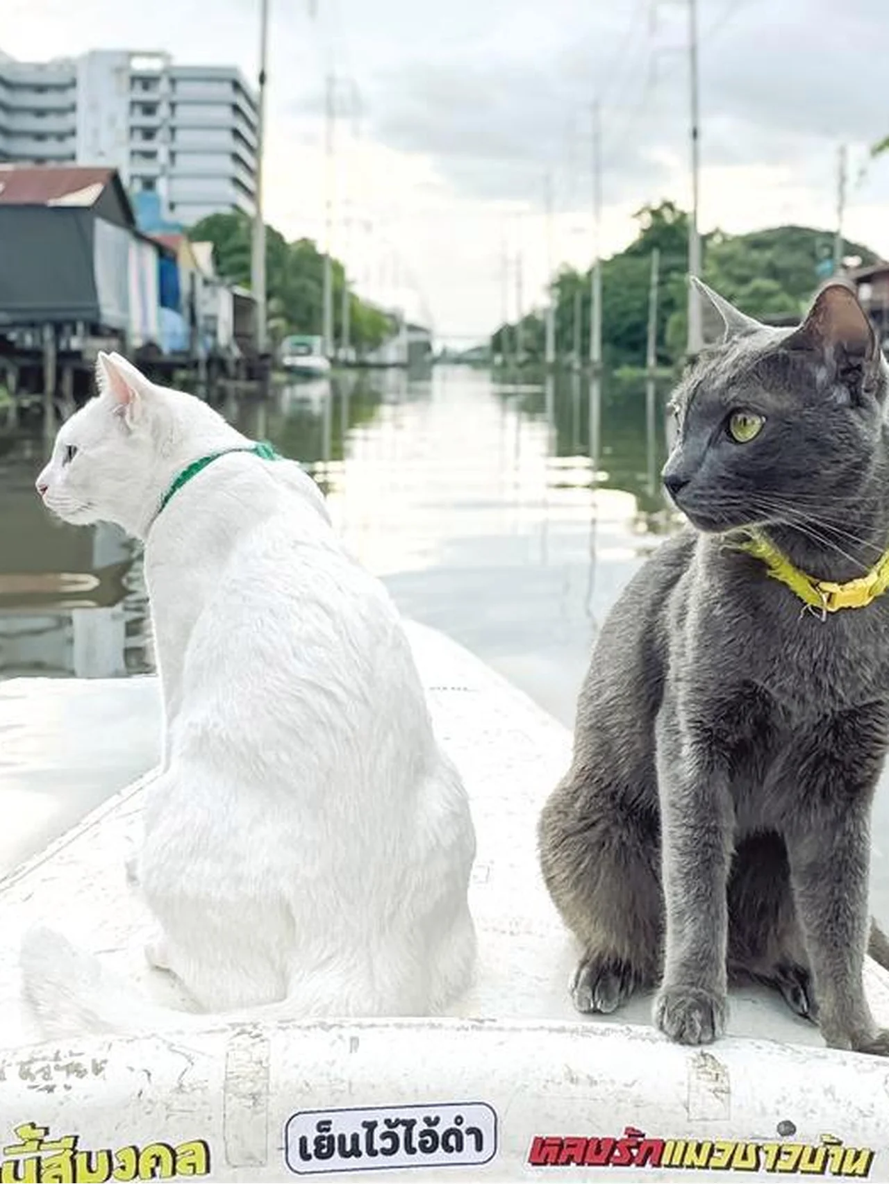バンコクで「猫と一緒にカヌークルーズ」を体験＆大興奮！  スワンナプーム空港近くにある宿で楽しんできました〜！