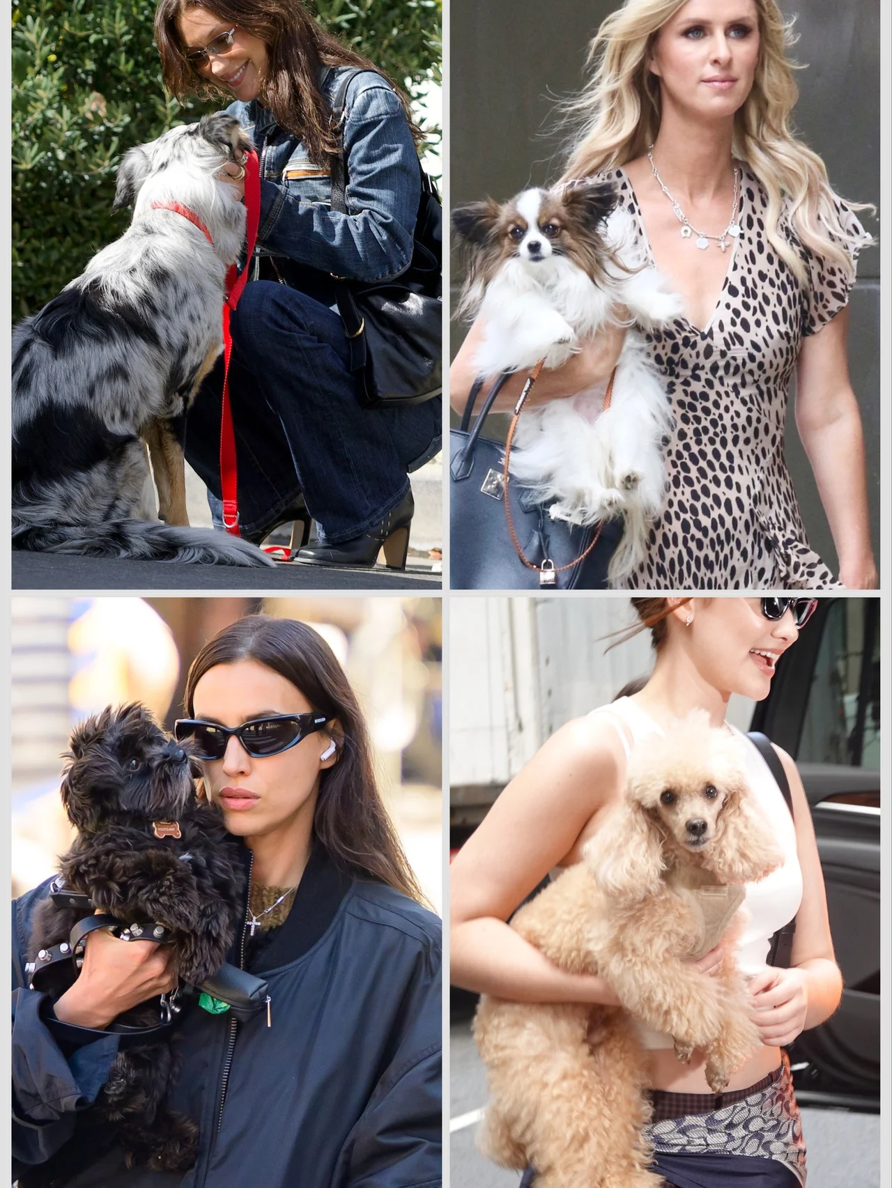 愛犬と散歩するセレブたちをおしゃれハント！ 【エルメス】のバッグや【プラダ】【アライア】のシューズなど、ハイブランドの人気アイテムを愛用