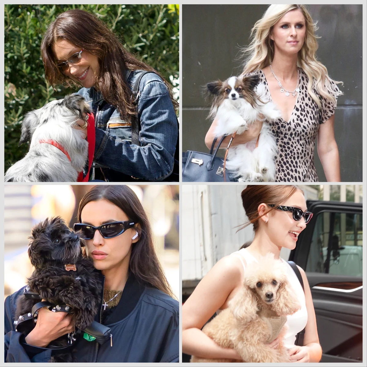 愛犬と散歩するセレブたちをおしゃれハント！ 【エルメス】のバッグや【プラダ】【アライア】のシューズなど、ハイブランドの人気アイテムを愛用