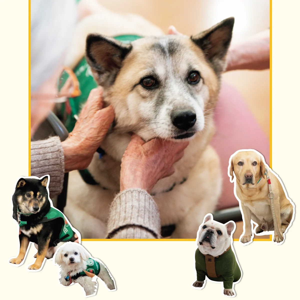 ふれあうことが心身のケアに。セラピードッグのお仕事