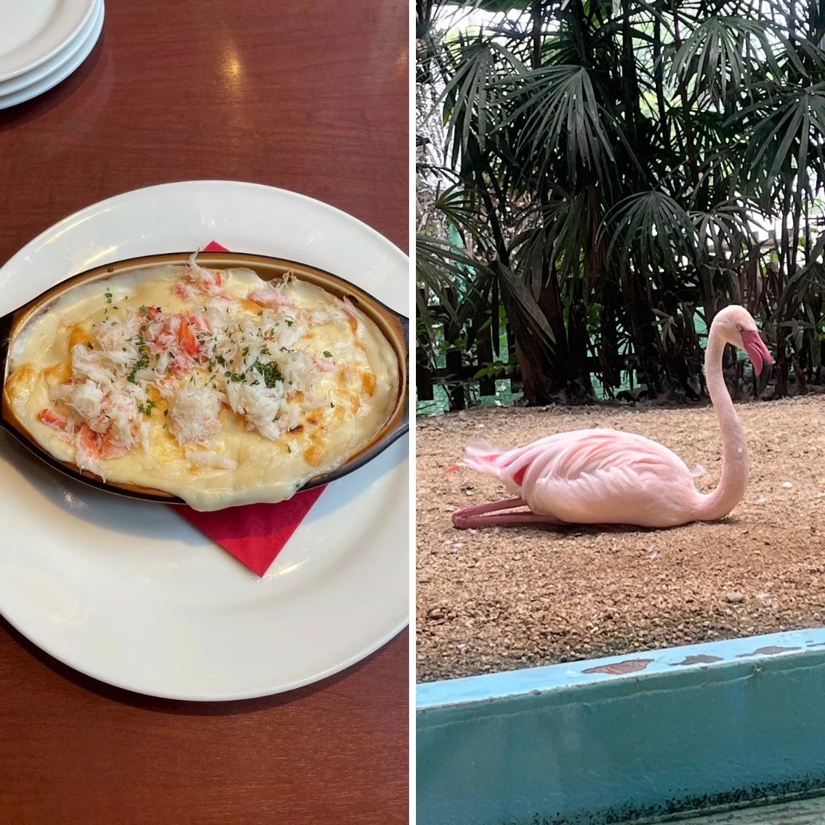 フラミンゴが出迎えてくれるレストラン「メヒコ」で味わう至福のランチ #深夜のこっそり話 #2224