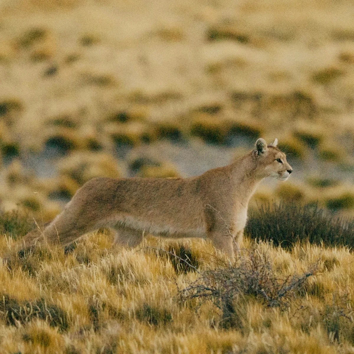 【ディオール】絶滅危惧種、ピューマを護る。WWFと共にチリの生息地を再生