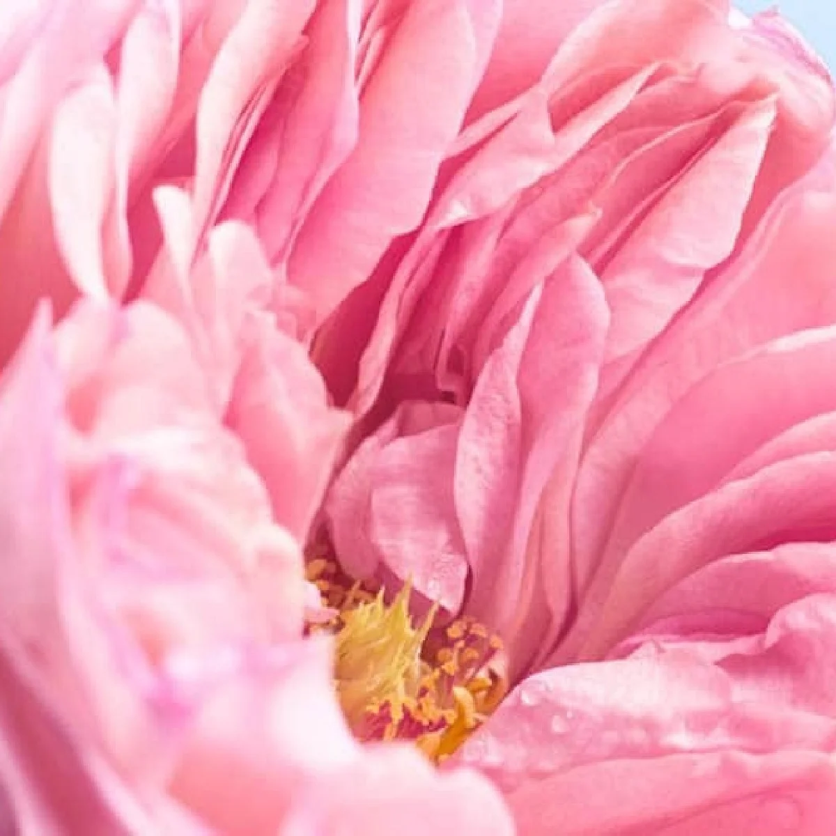 「花々の再生力」で持続可能な美しさを紡ぐ。パルファン・クリスチャン・ディオールが描く未来図