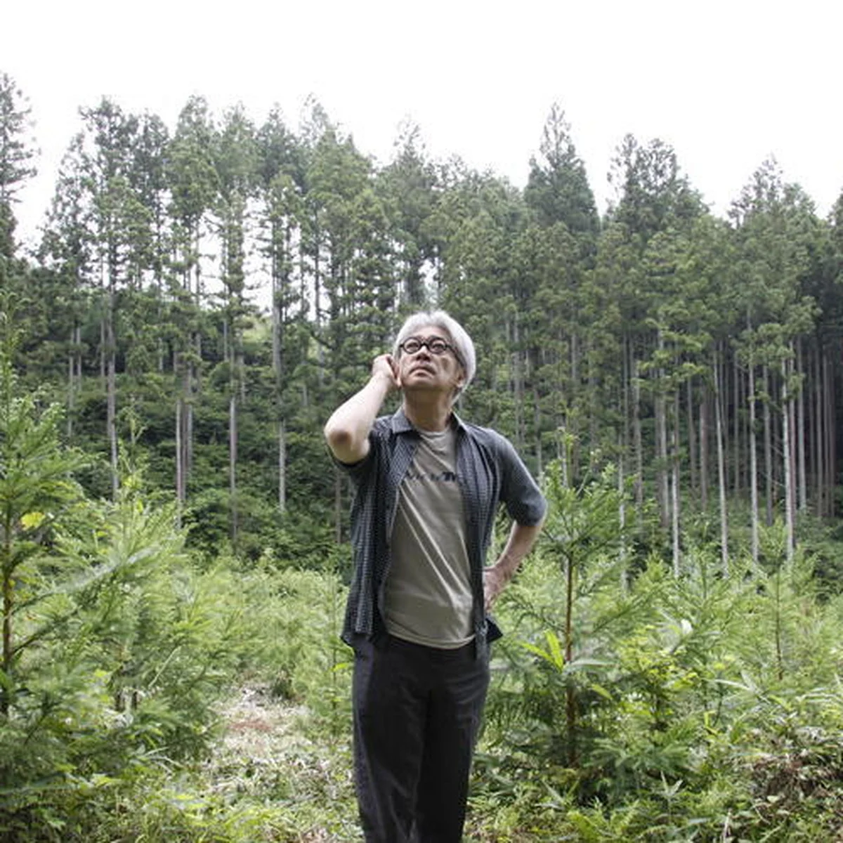多様性のある森作りを。 坂本龍一さんが設立した「more trees」の活動が今こそ必要なワケ