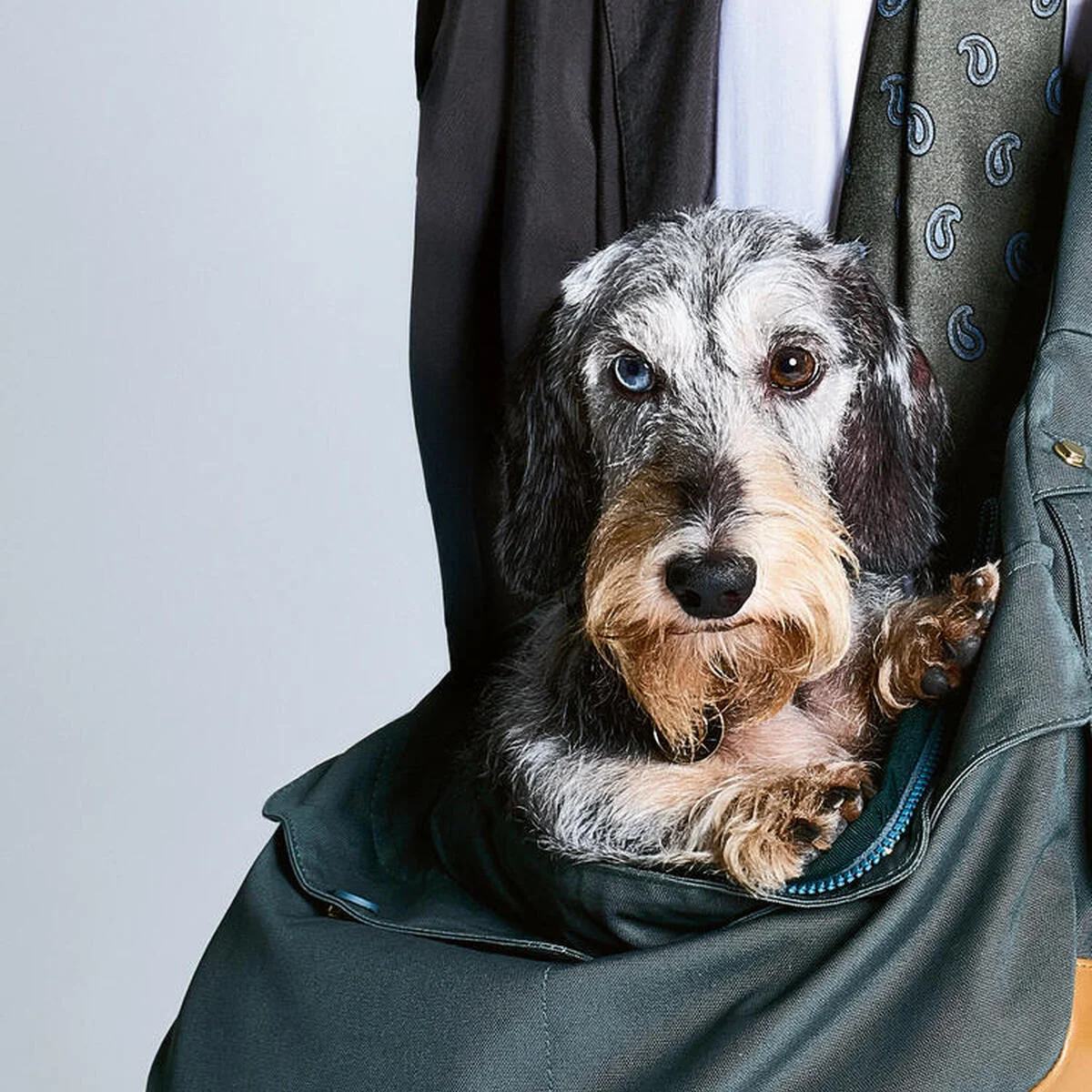 【ジョルジオ アルマーニ】と【ポルド ドッグ クチュール】のコラボによるコレクションに新作が仲間入り