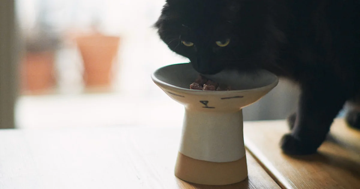 ビームス】がマドカ・リンダルとコラボしたキャットボウルを数量限定