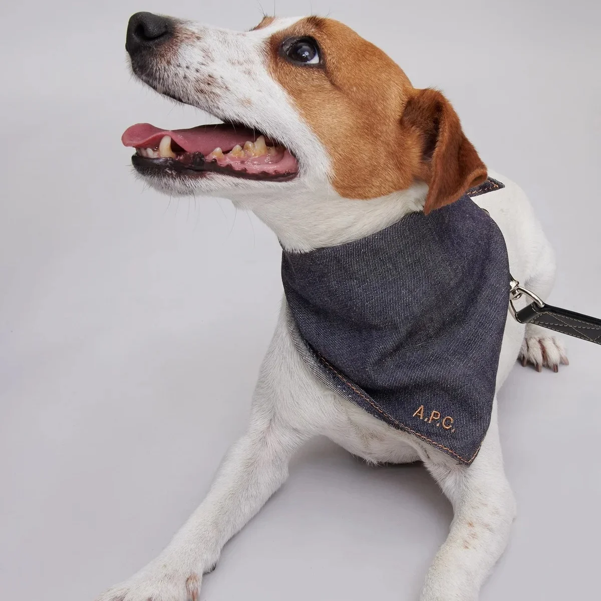 【愛犬家】必見！ 犬も飼い主も幸せになれるハイセンスな【ドッグ用アイテム】7選
